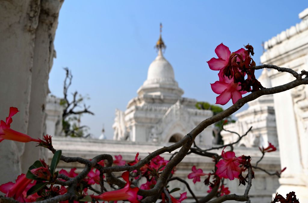 View of floral trees with Kuthodaw Pagoda in background (Mandalay, Myanmar)