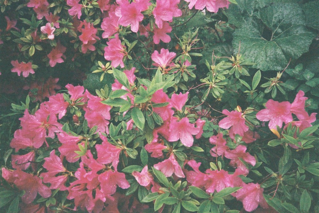 The Japanese Azalea flower.