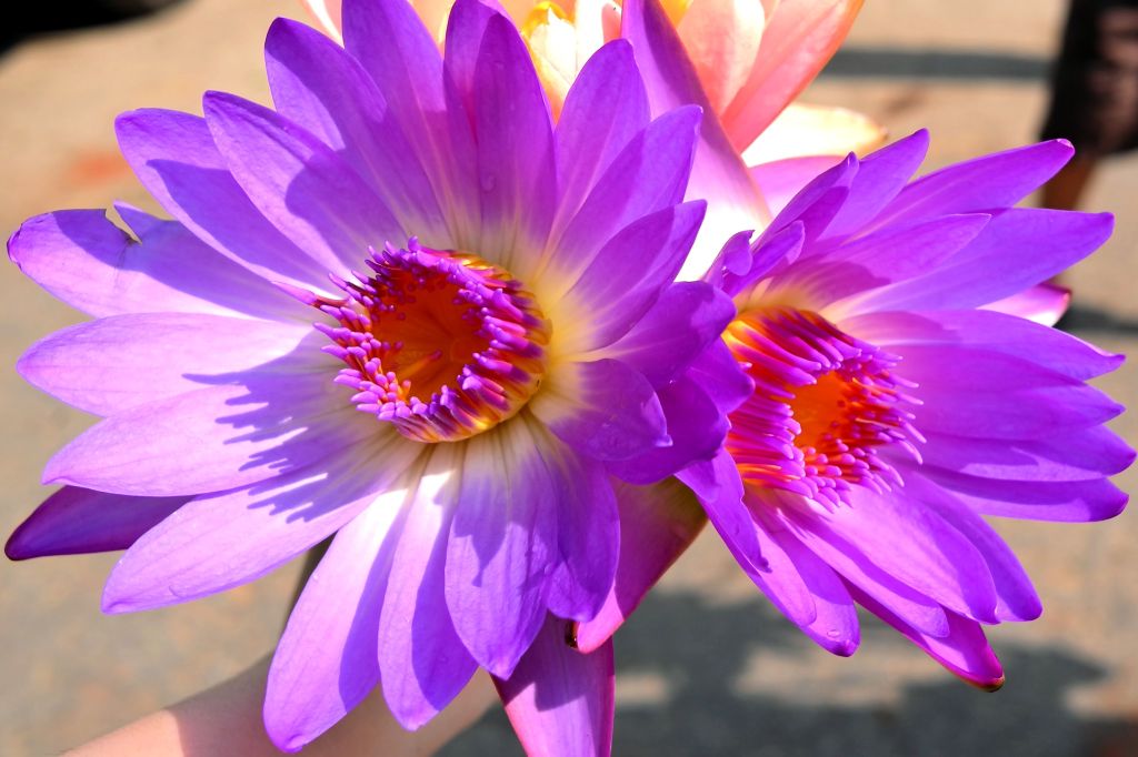 Flowers at Kuthodaw Pagoda in Mandalay, Myanmar