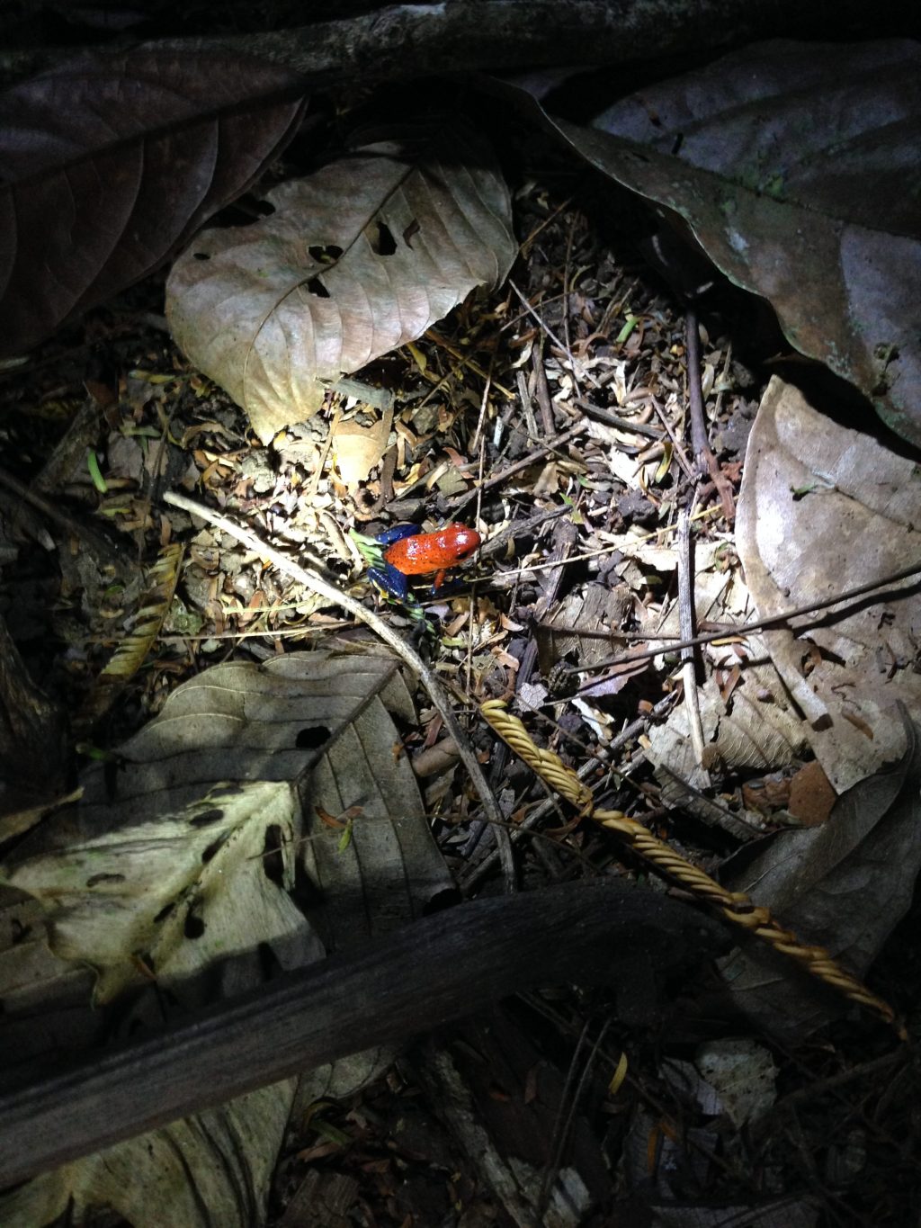 Costa Rica: Strawberry Poison-Dart&nbsp;Frog